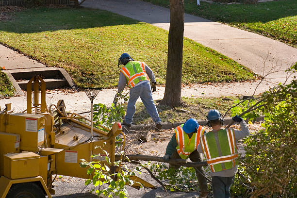 Best Tree Preservation Services  in Altamont, IL